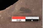 Foto (Detailansicht) von Sparganium acheronticum Unger (NHMW-GEO-2024-0188-0440)